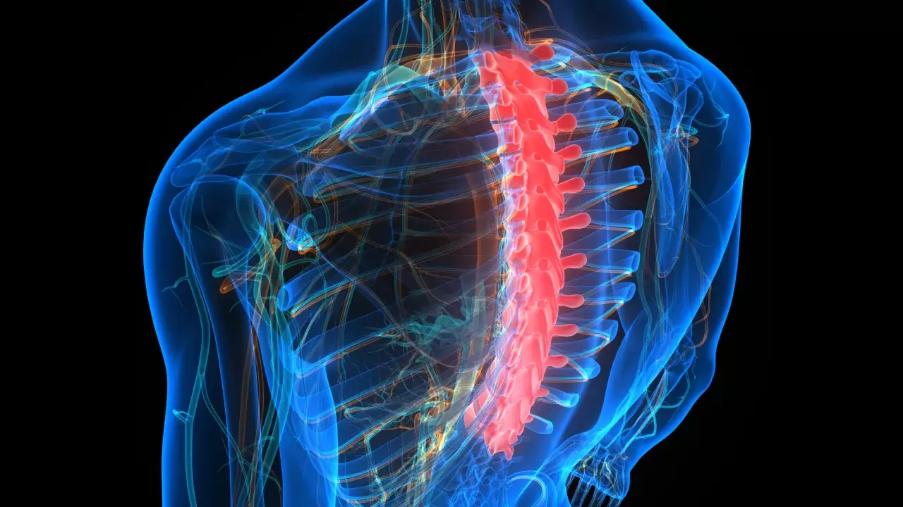 Spinalcord Wirbelsäule Thoraxwirbel des menschlichen Skelettsystems Anatomie